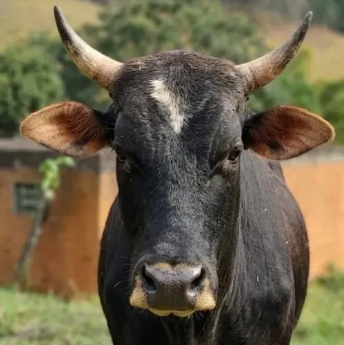 BOI INTEIRO *MELHOR PREÇO*