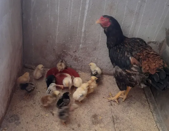 Pintinhos 100% caipira