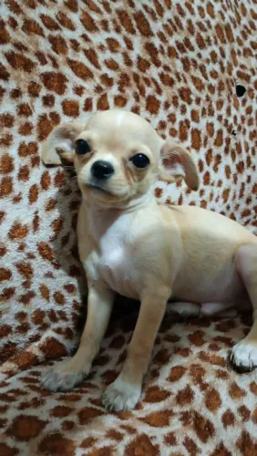 Filhote macho chihuahua
