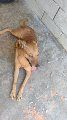 Cão para adoção