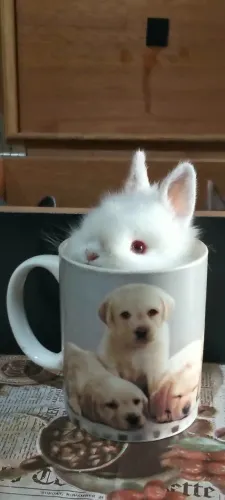 Mini coelho