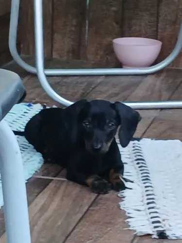 Cachorro 