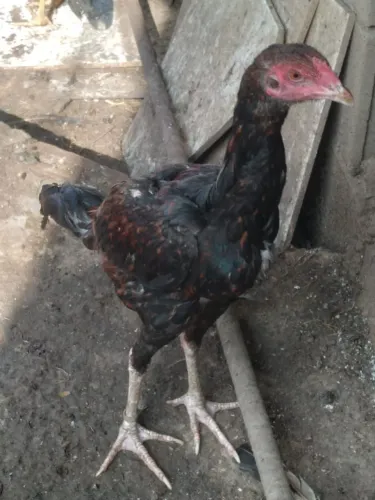 Frango china 