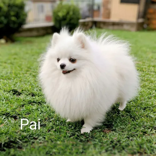 Spitz Alemão filhotes para reserva