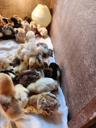 Pintinhos de galinha sertaneja balão 