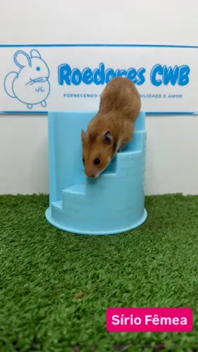 Hamster Sírio (Roedores CWB)