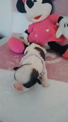 Filhote Shih tzu fêmea 