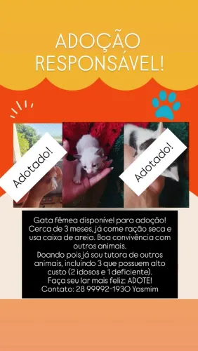 Gata filhote para adoção 