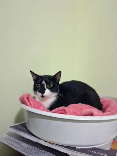 Adoção gatinha 10 meses, castrada, negativa FIV/FELV, leia o texto