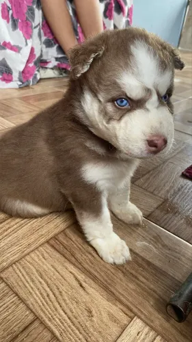 Husky siberiano filhote