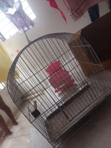 Vende se gaiola 