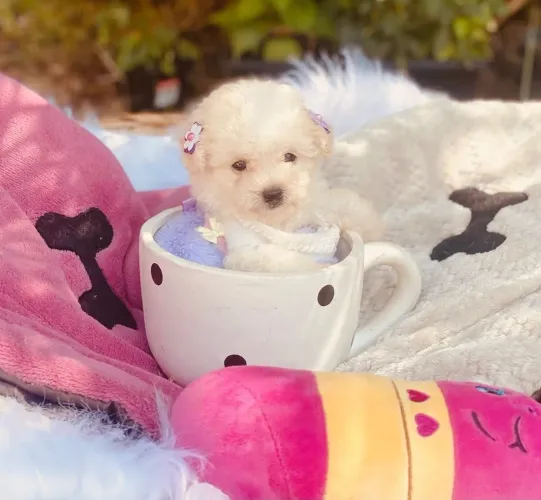 Poodle Fêmea  microToy 