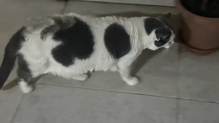 Adoção responsável de gatinho macho