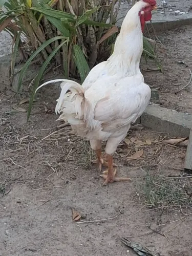 Vendo 2 galos um pingo de ouro