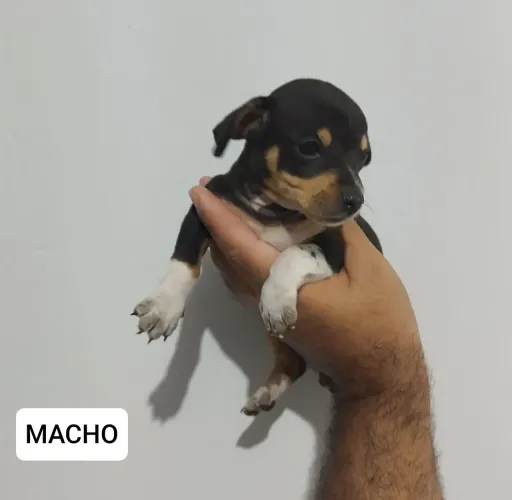 Pincher zero MACHO 