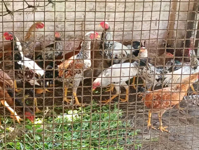 Aves de postura azul, e ovos