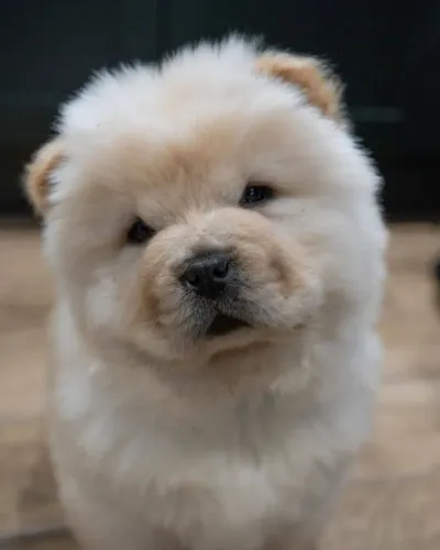 Filhotes de Chow Chow | Amor que aproxima