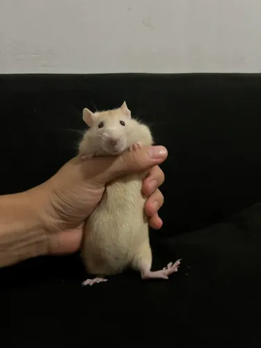 Pet