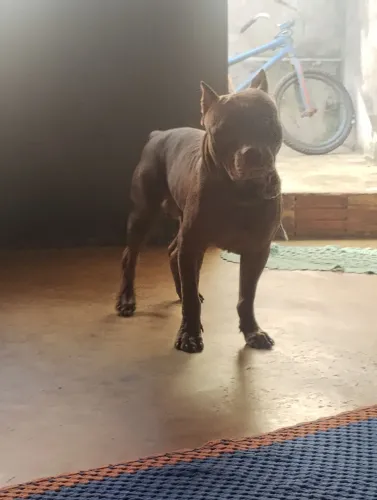 super dócil com criança. 