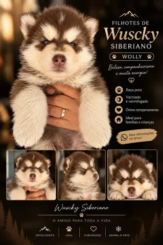Vendo filhote de Husky Siberiano Wolly