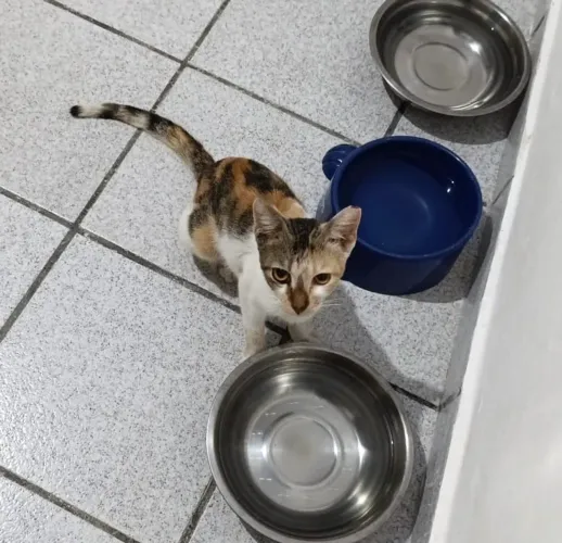 gata para adoção responsável 