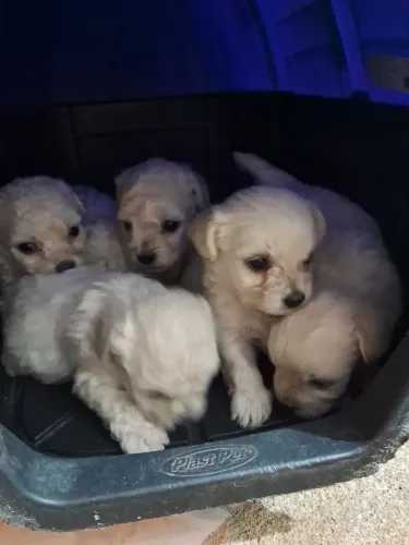 Poodle mini branco fêmea