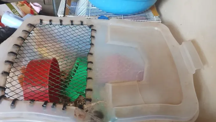 Alojamento com hamster junto