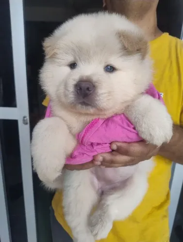 Chow Chow branco puro