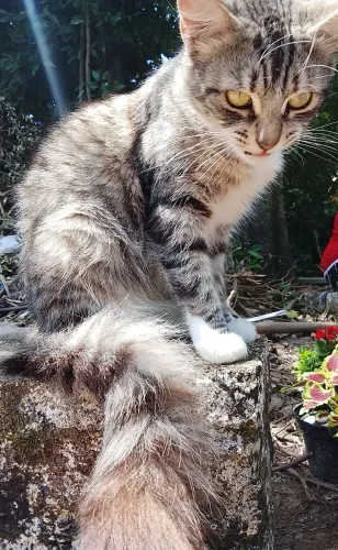 Gatinha peluda