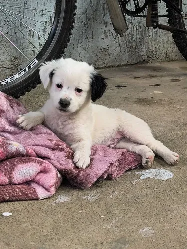 Vendo filhotes de Shih-tzu com Maltês ?
