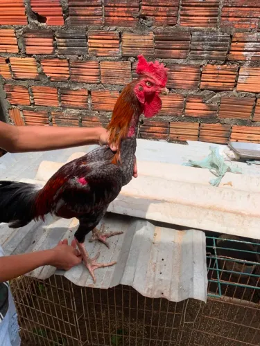 Galo