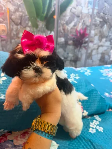 Filhote de shih tzu micro fêmea