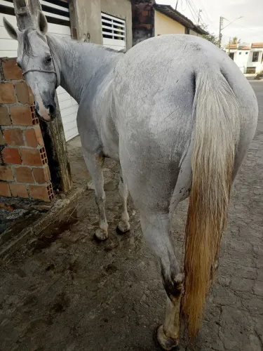 Cavalo meio sangue de direita