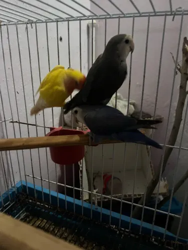 Vendo gaiola