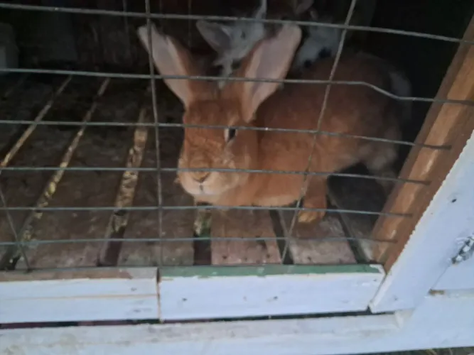 Coelhos