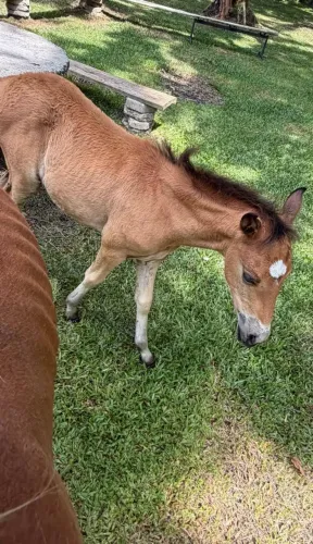 Égua e potra 