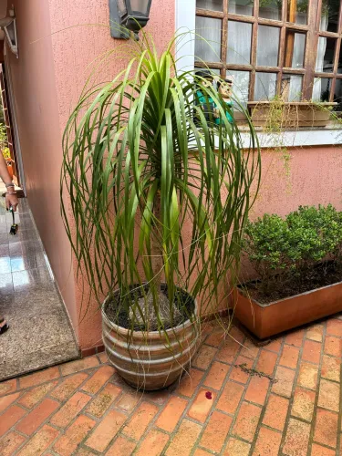 Planta Pata-de-elefante (Beaucarnea recurvata) 1,70m