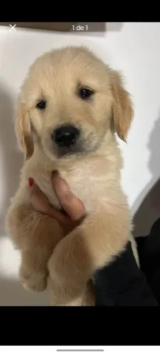 Adoção Responsável via ONG - Golden Retrivier Adulto