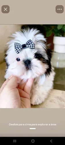 Shih tzu fêmea