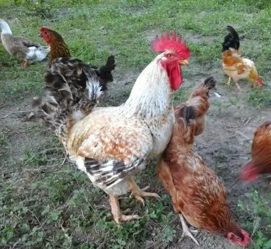 Vende-se frangos e galinhas caipiras