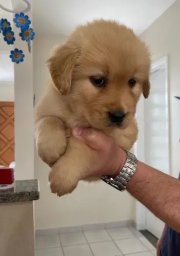 Filhote de Golden Retriever 
