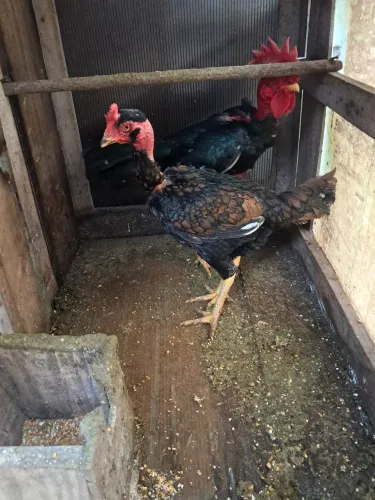 Casal de galo e galinha
