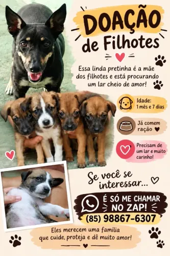 Doação de filhotes