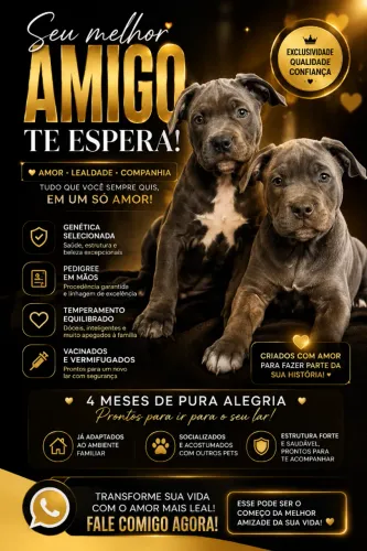 Filhotes American Pit Bull Terrier (blue nose) Pedigree - Vacinados - Vermifugados