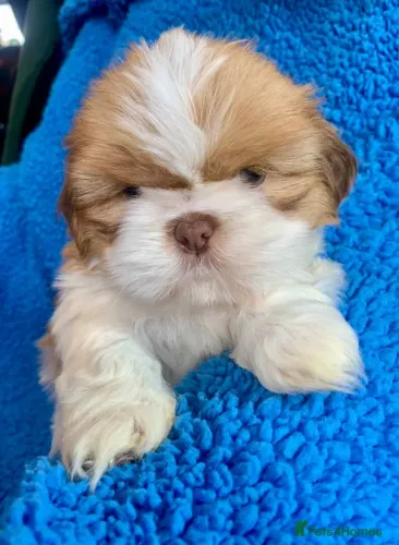 Cachorro filhote shih tzu/shitzu com excelente estrutura e saúde