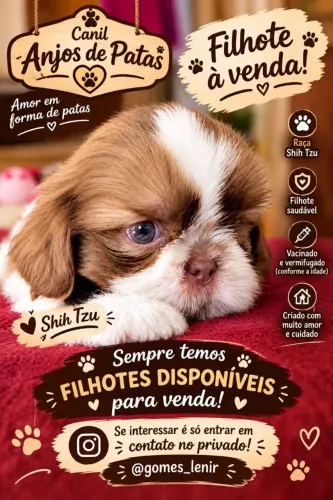SEMPRE TEMOS FILHOTES SHIHT CANIL ANJOS DE PATAS