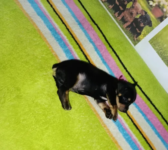 Pinscher miniatura macho