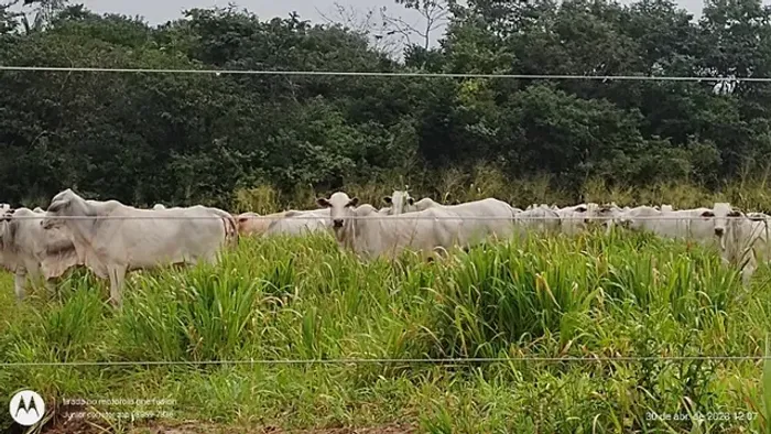 50 hectares a 25 km de Castanhal fazendinha pronta por 1.2 milhão de reais
