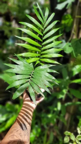 Palmeira Chamaedorea Elegans (Palmeira-bambu)