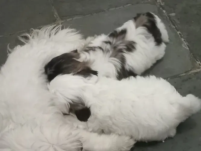 Filhotes Shitzu legítimo fêmea e macho.